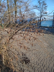 Halimodendron halodendron