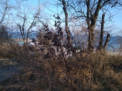 Halimodendron halodendron