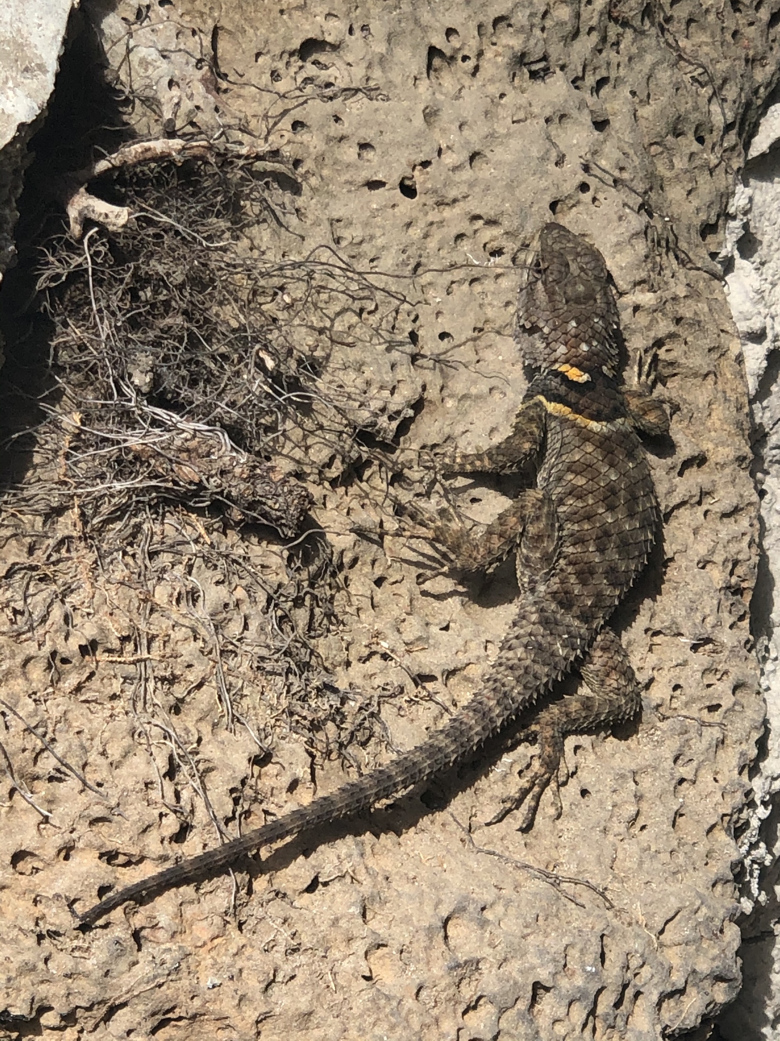 Zempoala Bar-Bellied Lizard photo 7