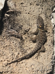 Sceloporus sugillatus