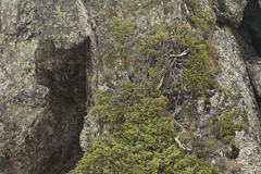 Juniperus communis hemisphaerica