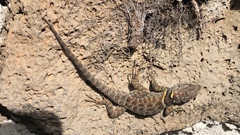 Sceloporus sugillatus