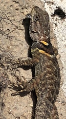 Sceloporus sugillatus