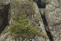 Juniperus communis hemisphaerica