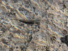 Bathygobius antilliensis