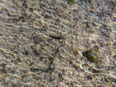 Bathygobius antilliensis