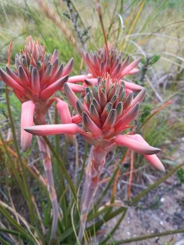 Image of Aloe micracantha by (c) chrishorak, some rights reserved (CC BY)