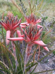 Aloe micracantha