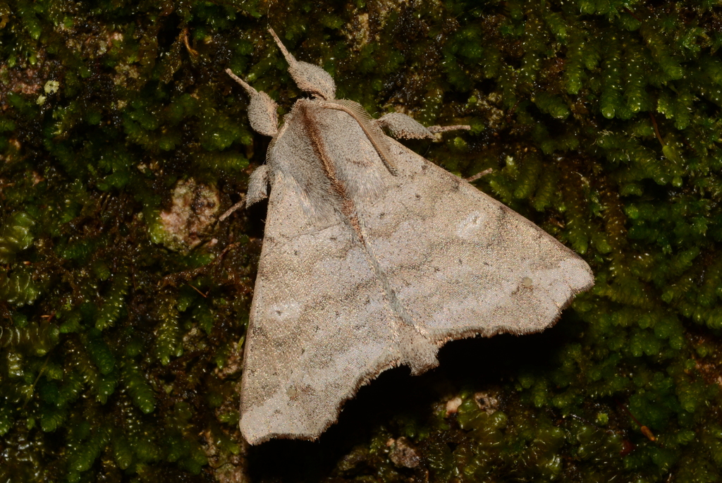 Olceclostera