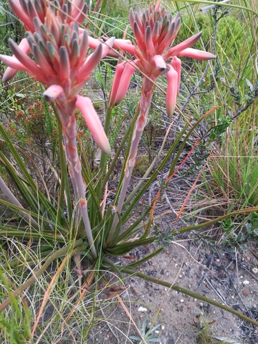 Image of Aloe micracantha by (c) chrishorak, some rights reserved (CC BY)