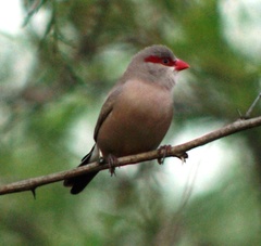 Estrilda troglodytes