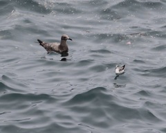 Phalaropus fulicarius