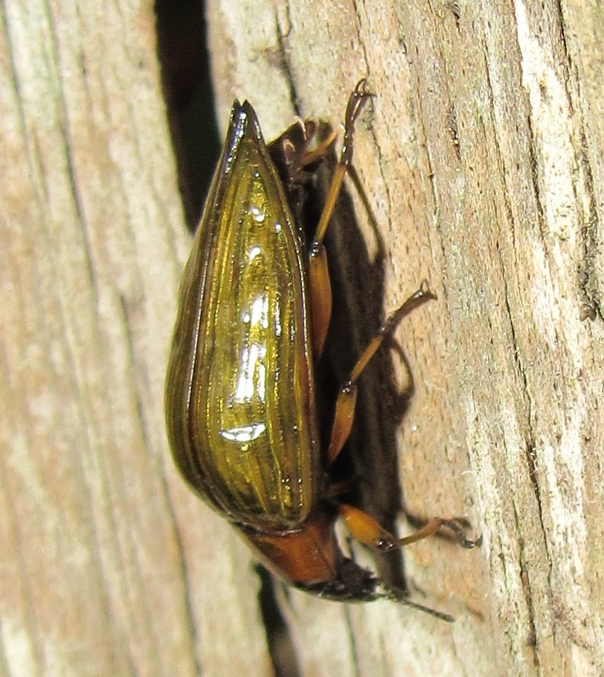 Blapida pertyi