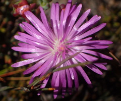 Lampranthus swartbergensis
