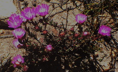 Lampranthus swartbergensis