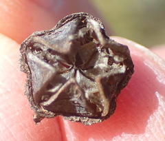 Lampranthus swartbergensis