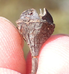 Lampranthus swartbergensis