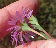 Lampranthus swartbergensis
