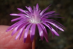 Lampranthus swartbergensis
