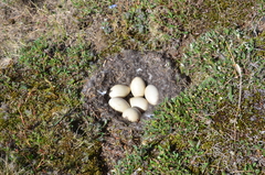 Red-Breasted Goose photo 6