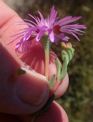 Lampranthus swartbergensis