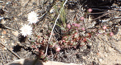 Lampranthus swartbergensis