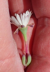 Lampranthus swartbergensis