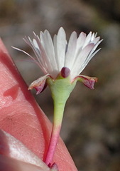 Lampranthus swartbergensis
