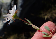 Lampranthus swartbergensis