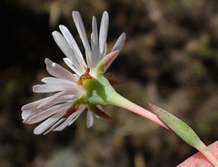 Lampranthus swartbergensis