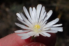 Lampranthus swartbergensis