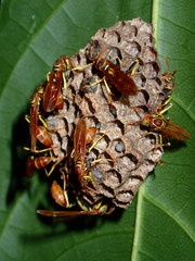 Mischocyttarus phthisicus