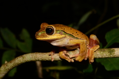 Boana bischoffi