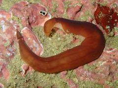 Nipponnemertes pulcher