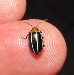 Disonycha conjuncta