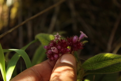 Palicourea erythrocephala