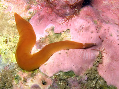 Nipponnemertes pulcher