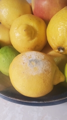 Penicillium digitatum