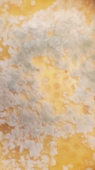 Penicillium digitatum