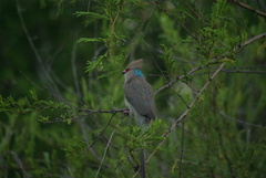 Urocolius macrourus