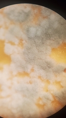 Penicillium digitatum