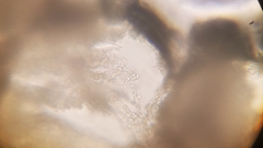 Penicillium digitatum