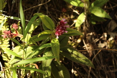 Palicourea erythrocephala