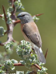 Spermestes griseicapilla