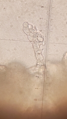 Penicillium digitatum