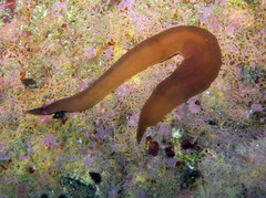 Nipponnemertes pulcher
