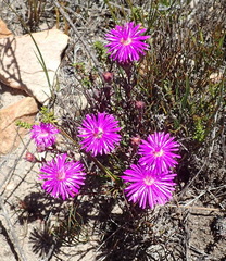 Lampranthus swartbergensis