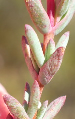 Lampranthus swartbergensis