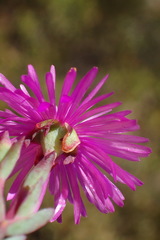 Lampranthus swartbergensis