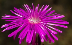 Lampranthus swartbergensis